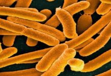 Ученые улучшают бактерии для конвертации углекислого газа в полезные элементы