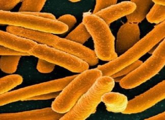 Ученые улучшают бактерии для конвертации углекислого газа в полезные элементы