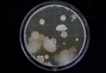 DARPA создает бактерии, умеющие улавливать взрывные устройства