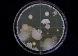 DARPA создает бактерии, умеющие улавливать взрывные устройства