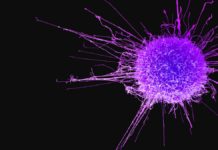 Ученые тестируют новые агенты-соединения для борьбы с раком