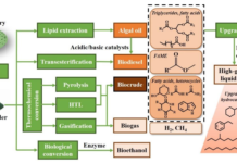 Ученые экспериментируют с созданием эффективного био-топлива
