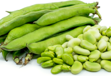 Фава-бобы могут стать лучшим заменителем сои