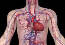 Здоровье сосудов можно улучшить при помощи особого антиоксиданта