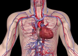 Здоровье сосудов можно улучшить при помощи особого антиоксиданта