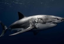 Ученые придумали новую систему оповещения о приближении белых акул