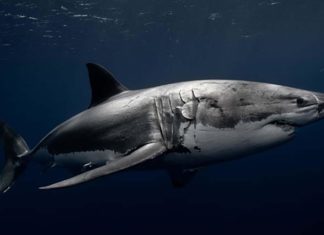 Ученые придумали новую систему оповещения о приближении белых акул