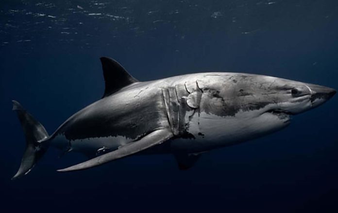 Ученые придумали новую систему оповещения о приближении белых акул 