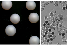 Колонии дрожжей могут защитить от сильных доз радиации