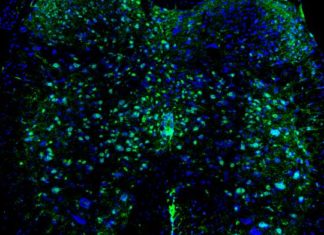 Восстановление спинного мозга возможно при помощи особого пептида