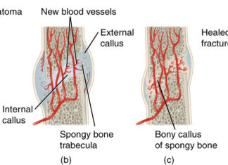 Испытан новый биоматериал для лечения костей