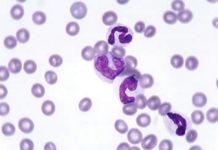 Ученые из Института Макса Планка изобрели новых медицинских микро-роботов