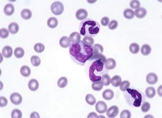 Ученые из Института Макса Планка изобрели новых медицинских микро-роботов