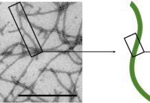 Растительные вирусы могут значительно помочь в борьбе с аутоиммунными заболеваниями