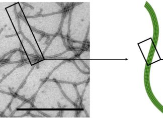 Растительные вирусы могут значительно помочь в борьбе с аутоиммунными заболеваниями