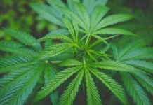 FDA США выявила чрезмерное количество свинца в конопляном масле