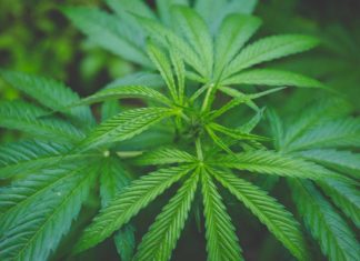 FDA США выявила чрезмерное количество свинца в конопляном масле