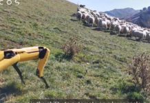 Робот Spot от Boston Dynamics может найти работу в качестве пастуха в Новой Зеландии