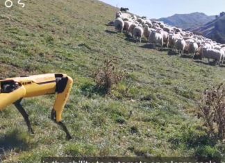 Робот Spot от Boston Dynamics может найти работу в качестве пастуха в Новой Зеландии
