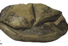 Изучено гигантское яйцо, найденное в Антарктике в 2011 году