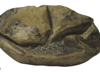 Изучено гигантское яйцо, найденное в Антарктике в 2011 году