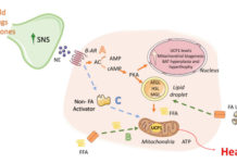 Найден новый способ омоложения клеток и снижения веса