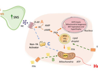 Найден новый способ омоложения клеток и снижения веса