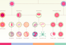 Обнаружен новый тип иммунных клеток против ожирения