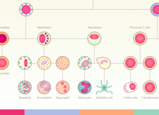 Обнаружен новый тип иммунных клеток против ожирения