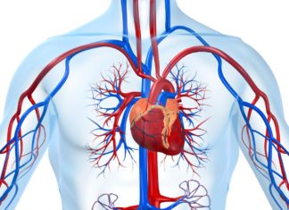 Ученые создали микроскопическую линзу для снимков кровеносных сосудов