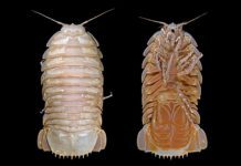 Ученые обнаружили гигантский вариант новых изоподов в океане