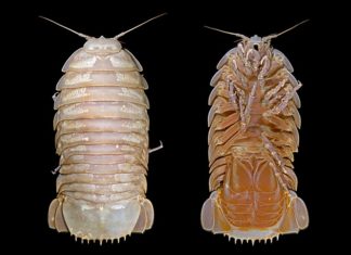 Ученые обнаружили гигантский вариант новых изоподов в океане