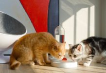 Стартап KittySpring представил одноименный домашний фонтанчик для кошек