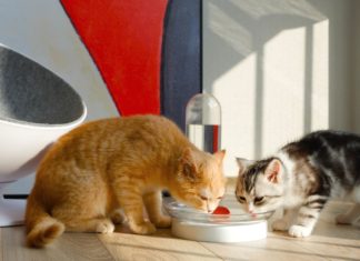 Стартап KittySpring представил одноименный домашний фонтанчик для кошек