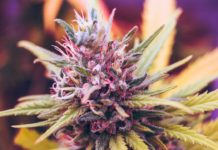 КБД-компонент может заметно облегчить симптомы деменции и раздражительности