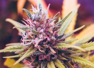 КБД-компонент может заметно облегчить симптомы деменции и раздражительности