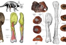 Динозавры тоже страдали раком костной ткани: исследование
