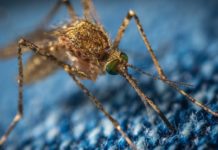 Во Флориде развернулся необычный экологический проект с генетически модифицированными комарами