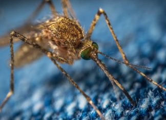 Во Флориде развернулся необычный экологический проект с генетически модифицированными комарами