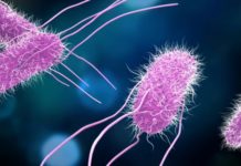 В США замечена новая вспышка сальмонеллы