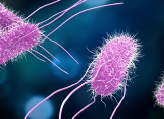 В США замечена новая вспышка сальмонеллы