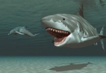 Ученые восстановили реальные размеры мегалодоновой акулы