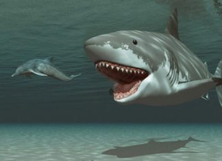 Ученые восстановили реальные размеры мегалодоновой акулы