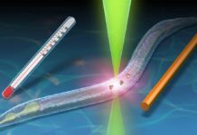 Ученые создали необычный термометр на основе квантового микроскопа