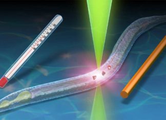 Ученые создали необычный термометр на основе квантового микроскопа