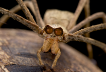 Огролицые пауки удивляют натуралистов