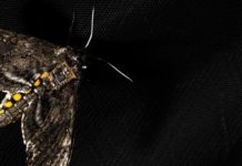 Ученые используют моль для переноса специальных чипов изучения биомов