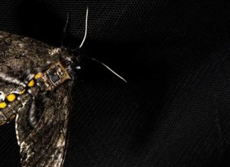 Ученые используют моль для переноса специальных чипов изучения биомов