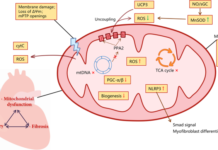 НАСА установила факт повреждения митохондрии в условиях космоса