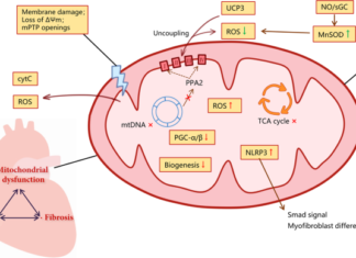 НАСА установила факт повреждения митохондрии в условиях космоса
